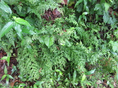 Dennstaedtia wilfordii