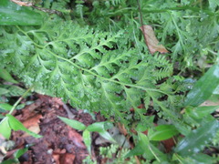 Dennstaedtia wilfordii