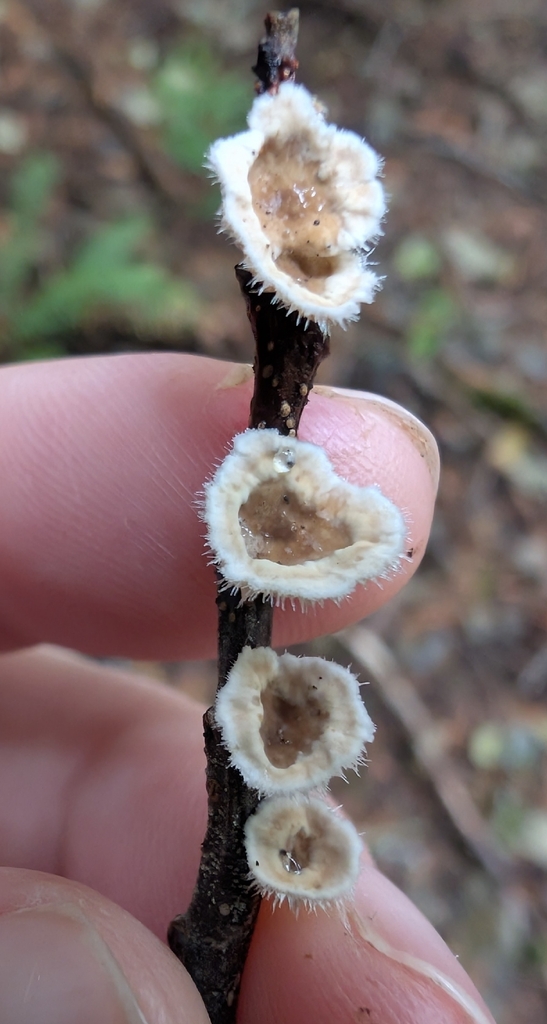 Stereum ochraceoflavum · November 2025 · photo: © simonele (iNaturalist, cc-by)