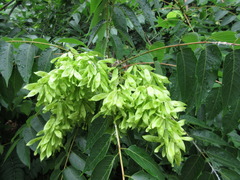 Ailanthus altissima