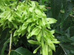 Ailanthus altissima