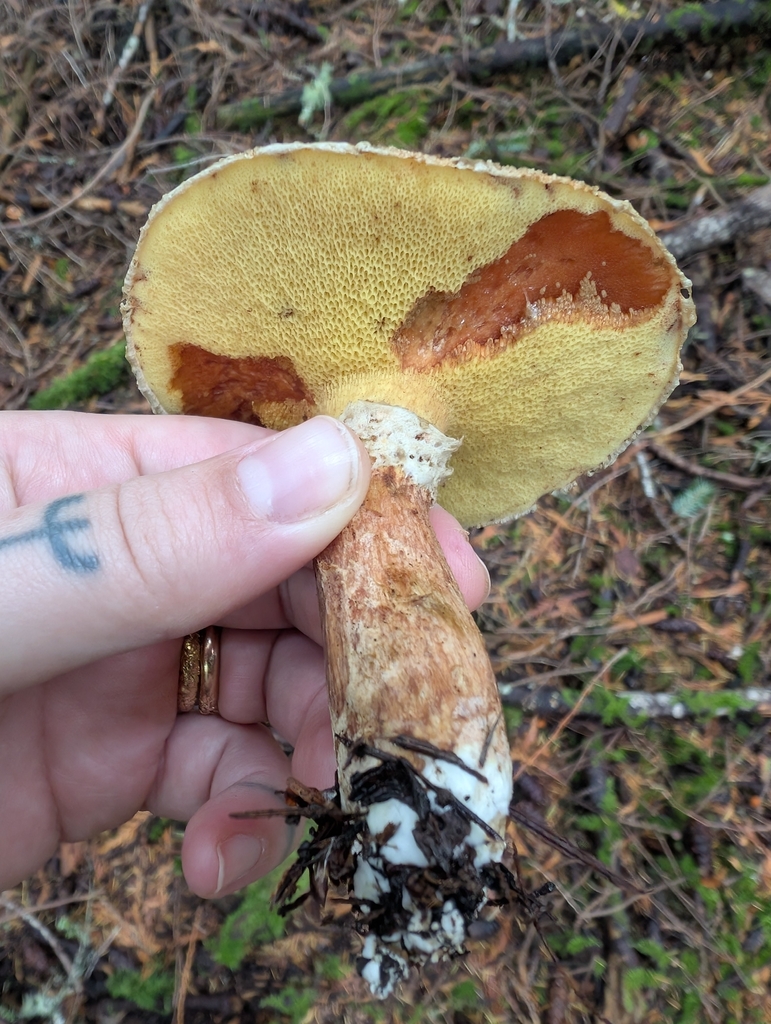 Suillus lakei · November 2025 · photo: © simonele (iNaturalist, cc-by)