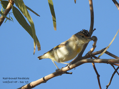 Pardalotus rubricatus