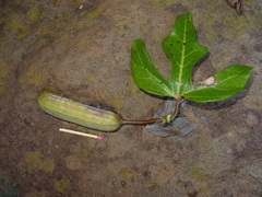 Aristolochia macroura