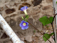Ipomoea parasitica