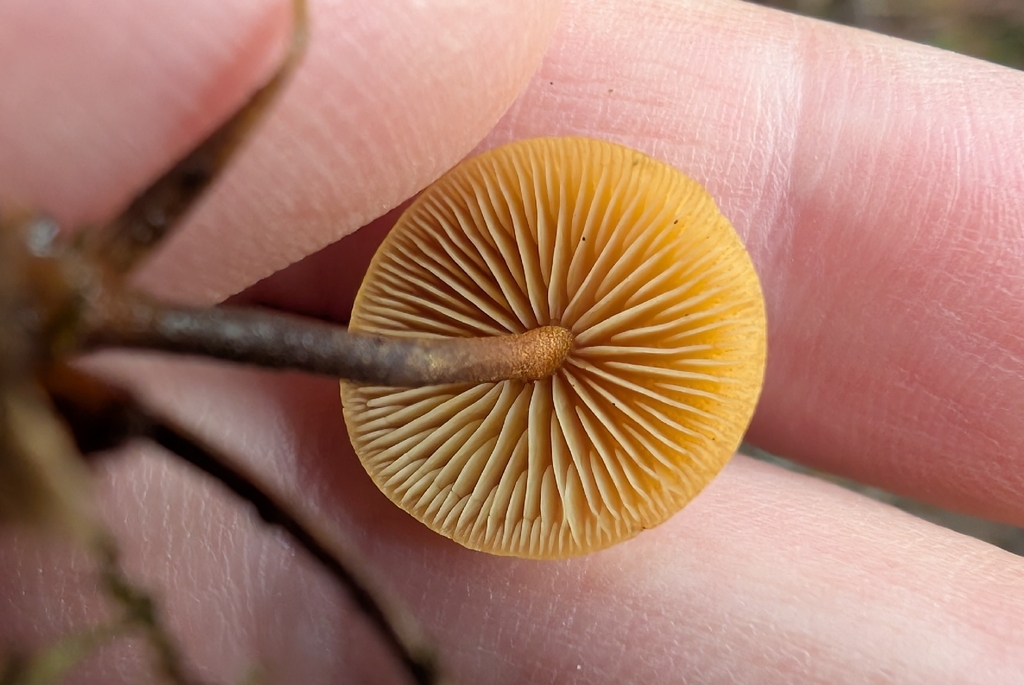 Heimiomyces fulvipes · November 2025 · photo: © simonele (iNaturalist, cc-by)