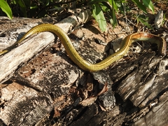 Chironius spixii