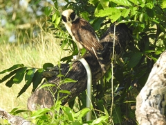 Chironius spixii