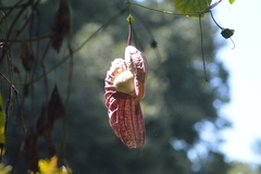 Aristolochia grandiflora, photograph José Jair Texon Zanatta, CC BY, iNaturalist via GBIF