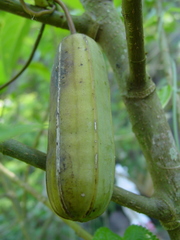 Aristolochia macroura