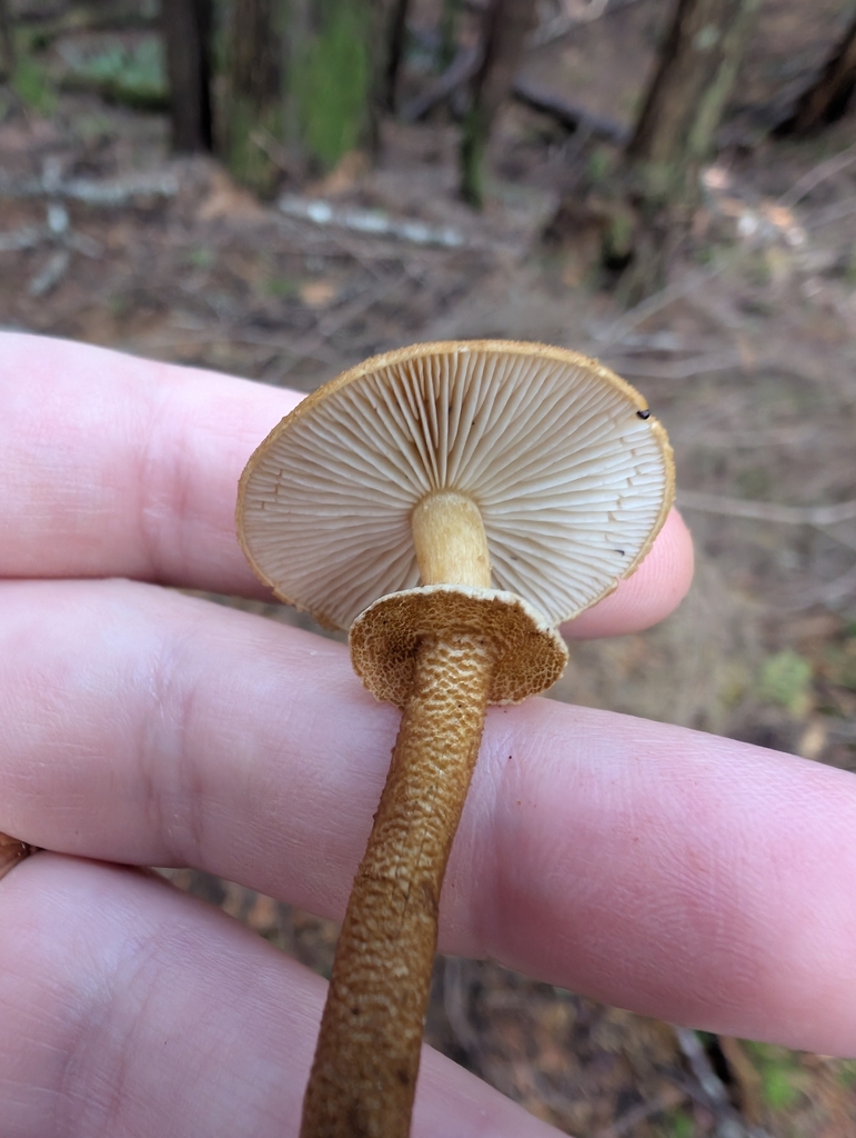 Cystoderma carcharias · November 2025 · photo: © simonele (iNaturalist, cc-by)