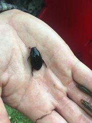 Onychohydrus hookeri