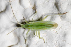 Trigonotylus