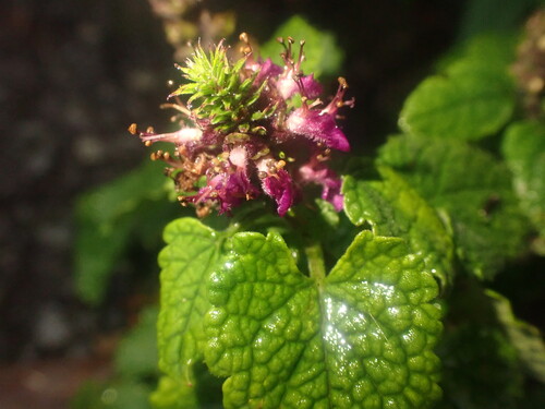 Wood Sage (Teucrium hircanicum)