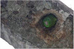 Forpus crassirostris