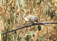 Acanthiza robustirostris