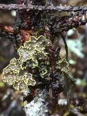 Pseudocyphellaria citrina