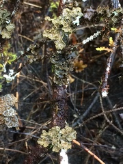 Pseudocyphellaria citrina