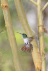 Chrysuronia oenone