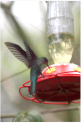 Campylopterus largipennis