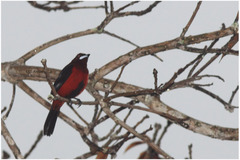 Ramphocelus melanogaster