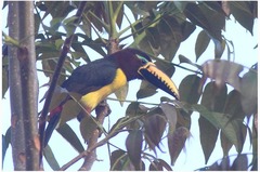 Pteroglossus inscriptus