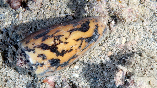 Striated Cone