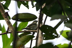 Spindalis portoricensis
