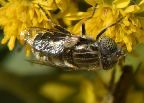Unknown species found near Essex County, US-MA, US