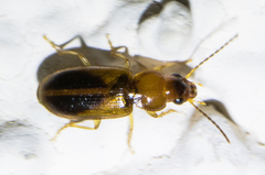 Stenolophini