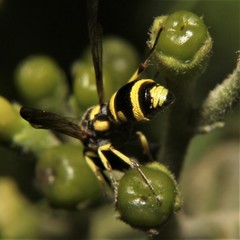Parancistrocerus dejectus