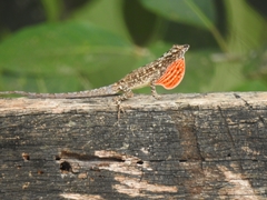 Anolis sulcifrons