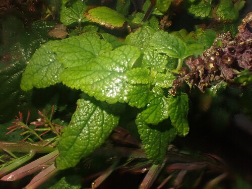Teucrium hircanicum, photograph 3