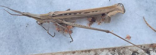 Mediterranean Slant-faced Grasshopper