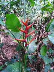 Heliconia farinosa