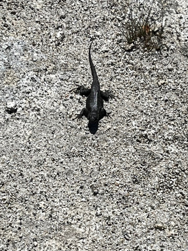 iNaturalist observation photo of Western Fence Lizard