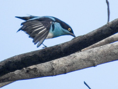 Dacnis lineata