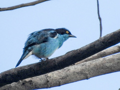 Dacnis lineata