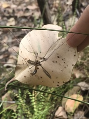 Leptotarsus kalamundaensis