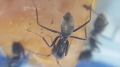 Iridomyrmex anceps
