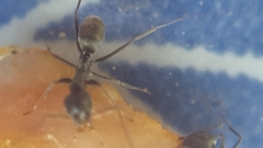 Iridomyrmex anceps