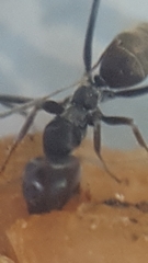 Iridomyrmex anceps