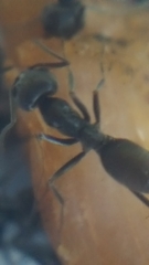 Iridomyrmex anceps