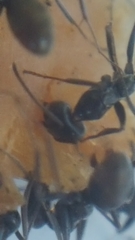 Iridomyrmex anceps