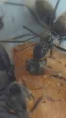 Iridomyrmex anceps
