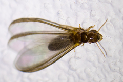 Incisitermes fruticavus