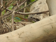 Cnemidophorus lemniscatus