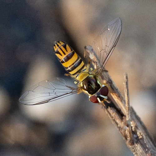 Unknown species found near Santa Cruz County, AZ, USA