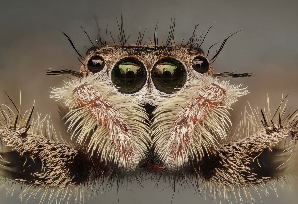 Tan jumping spider (Platycryptus undatus)
