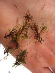 Atrichum flavisetum